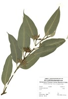 藏品(大葉桉)的圖片